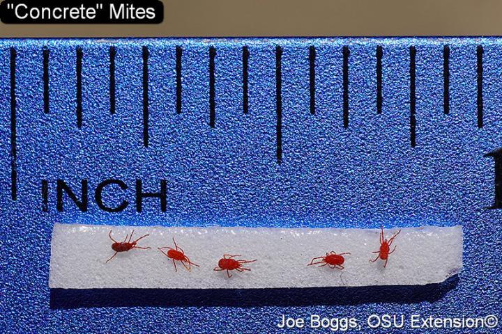 tiny red bugs on plastic on ruler